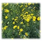 Birdsfoot Trefoil – Perennial