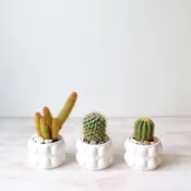 Boston cactus for local delivery — Rouvalis Flowers & Gardens | Boston & Winchester Flower Delivery & Boutique