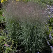 ‘Apache Rose’ Switch Grass #1