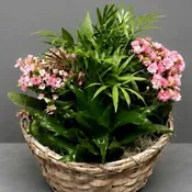 Dish Garden with Blooms - 10inch