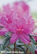 AZALEA ENCORE AUTUMN AMETHYST (3 GALLON) azalea x ‘encore’