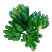 Artificial_ Succulent Jelly Bean - HZ79