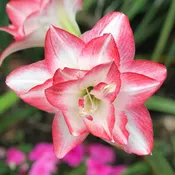 Amaryllis - Blossom Peacock 5 Pack