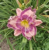 Cobalt Rings — Hillsdale Lily Garden