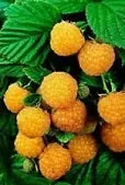 Anne Everbearing Yellow Raspberry