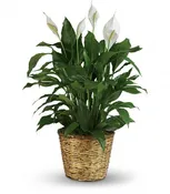 Spathiphyllum