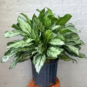 10" Aglaonema Primo