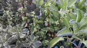 Succulent Collection