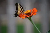 Planting a Pollinator Paradise Workshop