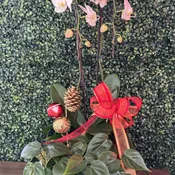 Double Orchid Holiday Plant