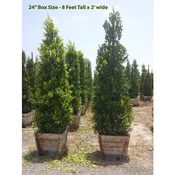 Ficus Nitida - Ficus 'Indian Laurel'