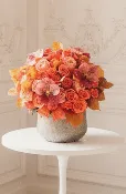 CALABASAS AUTUMN ROSES
