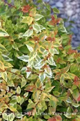 Abelia x grandiflora ‘Kaleidoscope’ PPAF
