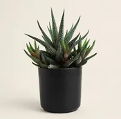 Seminole Florist Mini Haworthia Succulent
