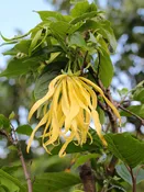 Ylang Ylang Perfume Tree (cananga odorata)