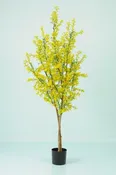 Forsythia