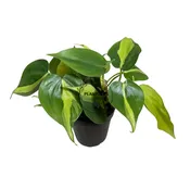 4” Rare Brazilian Philodendron Bulk 10 Pots - Indoor Houseplant (Case of 10 Pots)