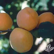 Blenheim Apricot