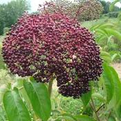 Adams Elderberries