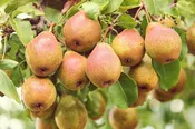 10 Gal Fruit Tree Pear