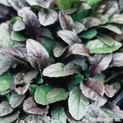 Ajuga, 'Bronze Beauty'
