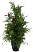 24" Cedar Tree  W/Pinecone / Black Pot