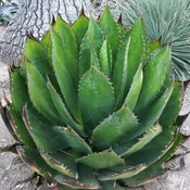 Agave bovicornuta ‘Cows Horn’