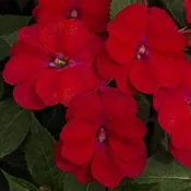 SunPatiens® 'Vigorous Red' Plants