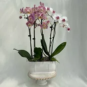 10″ Orchid Oval Pot