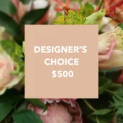 Designers Choice $500