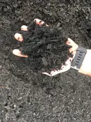 Midnight Black Mulch- Bulk