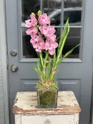 Cymbidium OrchidFaux and Dry FloralsFloras Avenue