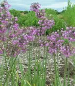 Allium cernuum Nodding onion, Prairie onion Z 4-8