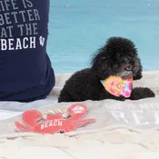 Beach Dog Toy with Rope