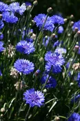 Bachelor Button – Blue Double
