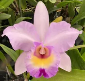 Blc. Arthur Tanner's Michelle Lea
