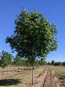 Bigleaf Maple | Acer macrophyllum — Northwest Shade Trees