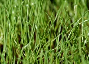 Annual Ryegrass