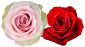 Rose Combo Box - 50 Stems