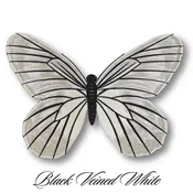 Black Veined White Butterfly