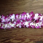 Leis #22