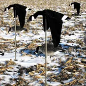 Cupped and Committed motion decoy-Canada Three pack