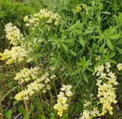 Cream Wild Indigo (Baptisia bracteata) Six-pack