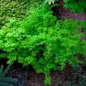 Acer palmatum 'Caperci Dwarf' Japanese Maple
