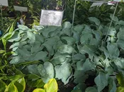 Hosta 'Gemstone'