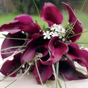 200 Mini and 50 Standard Calla Lily DIY Wedding Flower Kit