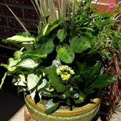 Table Top Dish Garden