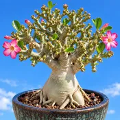 Adenium Coral Cristata, Crested Desert Rose, Grafted