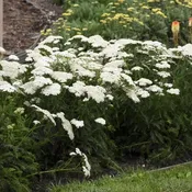 Achillea Firefly Diamond #1