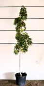 Acer platanoides ‘Helena’